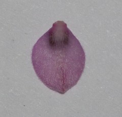 Indigofera potbergensis