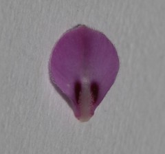Indigofera potbergensis