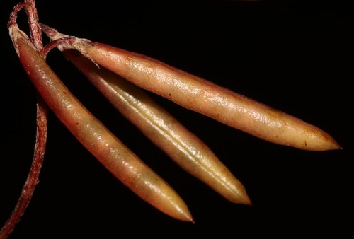 Image of Indigofera potbergensis by (c) Brian du Preez, some rights reserved (CC BY-SA)