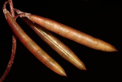 Indigofera potbergensis