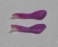 Indigofera potbergensis
