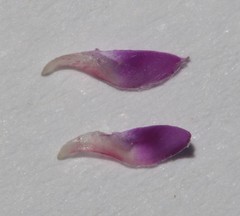 Indigofera potbergensis