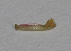 Indigofera potbergensis