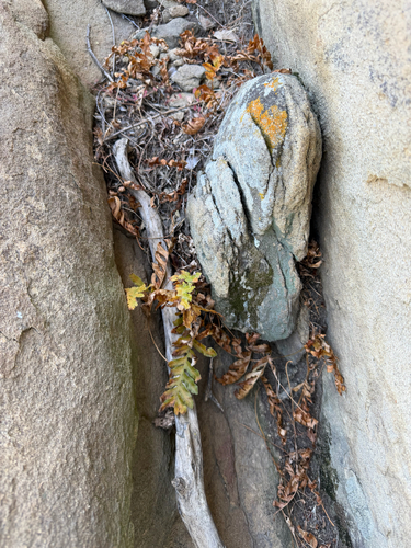 Polypodium californicum, photograph 4
