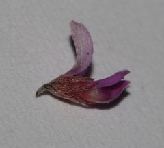Indigofera potbergensis