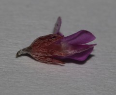 Indigofera potbergensis