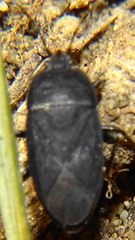 Aellopus atratus