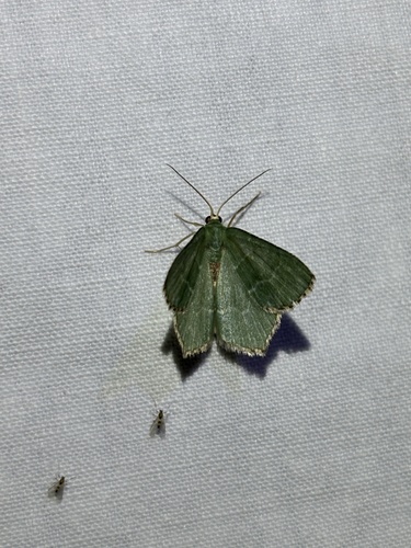 Common Emerald