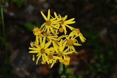 Packera coahuilensis