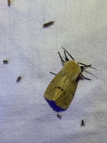 Buff Ermine