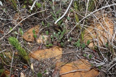 Indigofera potbergensis