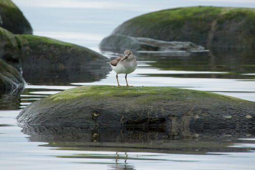 iNaturalist image