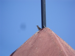 Toxostoma curvirostre