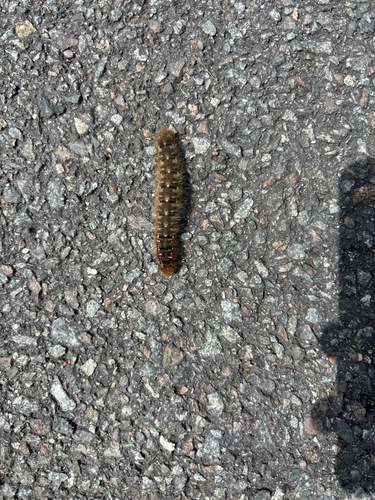 Oak Eggar