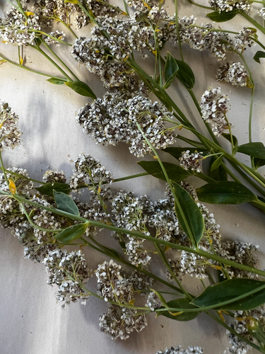 iNaturalist observation photo of broadleaved pepperweed