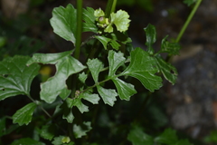 Packera coahuilensis