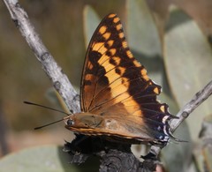 Charaxes pelias