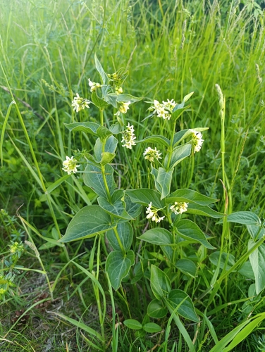Swallow-wort