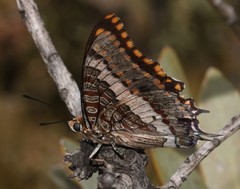 Charaxes pelias
