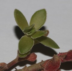 Crassula obtusa