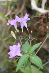 Ruellia breedlovei