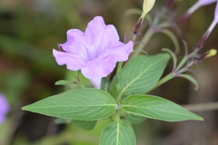 Ruellia breedlovei