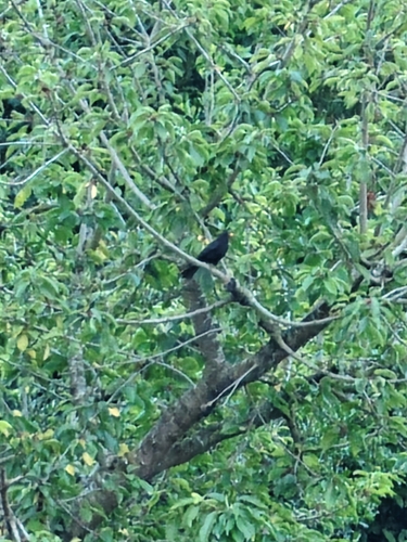 Eurasian Blackbird
