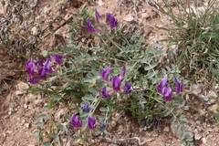 Astragalus missouriensis