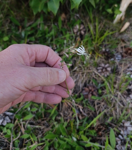 Nottingham Catchfly
