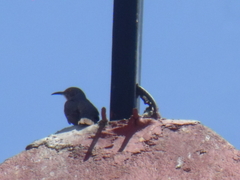 Toxostoma curvirostre