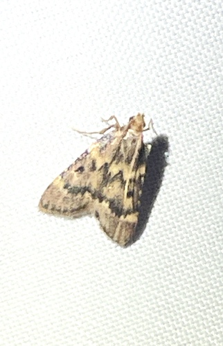 Pink-masked Pyralid Moth photo 5