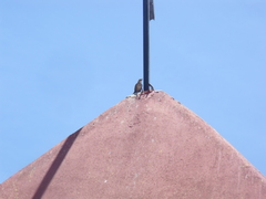 Toxostoma curvirostre