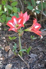Hippeastrum vittatum