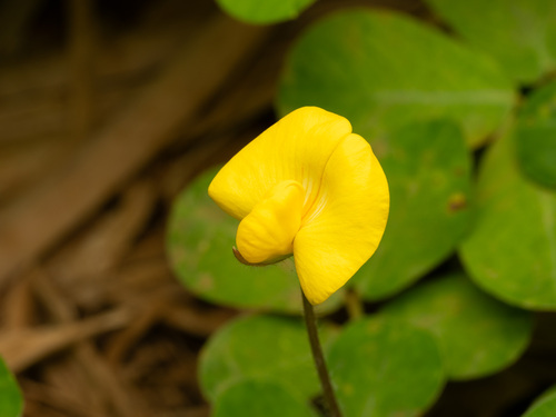 Arachis pintoi observed 2026-05-28