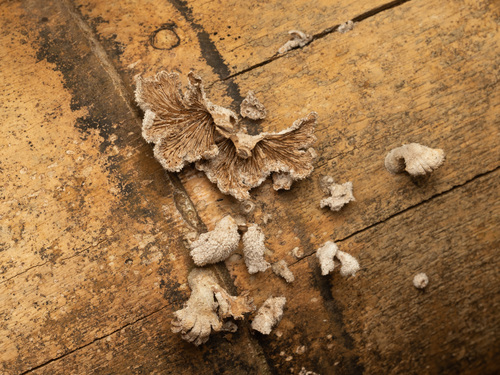 Schizophyllum radiatum, 2026-05-28