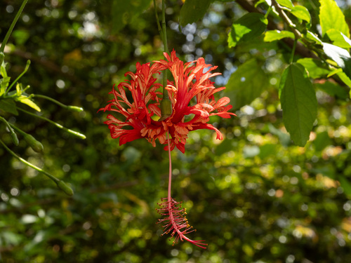 Hibiscus schizopetalus observed 2026-05-28