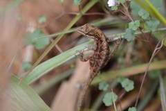 Anolis anisolepis