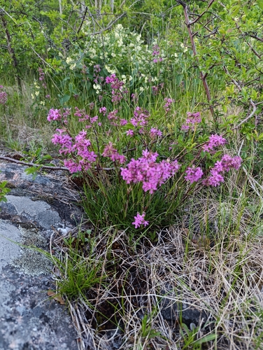 Sticky Catchfly