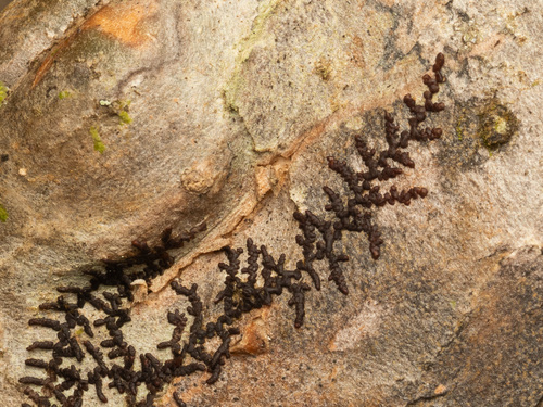 Frullania meyeniana observed 2026-05-28