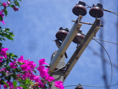 Toxostoma curvirostre