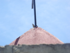 Toxostoma curvirostre