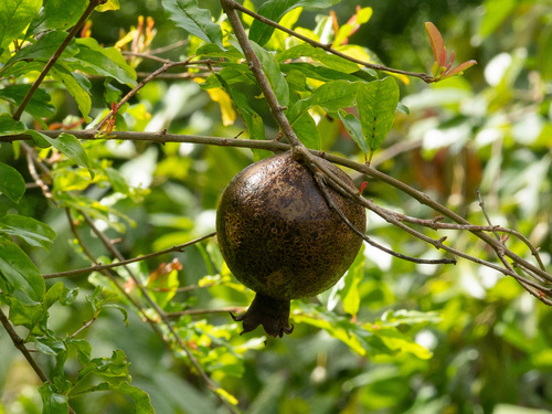 Punica granatum observed 2026-05-28