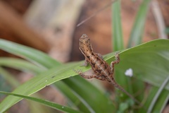 Anolis anisolepis