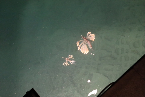 Indian Lionfish — seen at this dive site