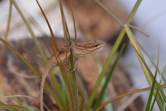 Anolis anisolepis
