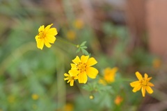 Bidens ballsii