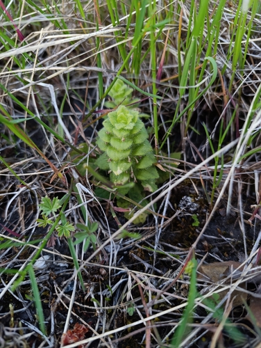 Pyramidal Bugle