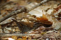 Thryophilus pleurostictus