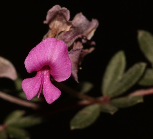 Image of Indigofera swartbergensis by (c) Brian du Preez, some rights reserved (CC BY-SA)