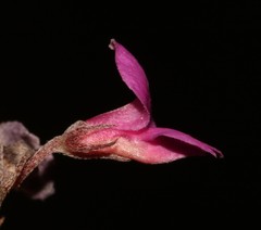 Indigofera sp19a